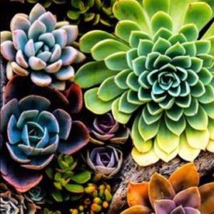 Meet your Posher, Brandi